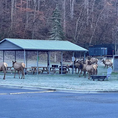 Great Smokies Inn - Cherokee-2