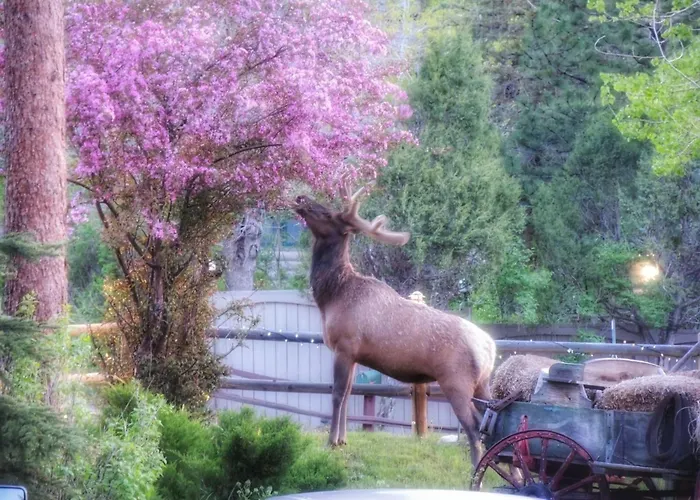 The Inn On Fall River & Fall River Cabins Estes Park